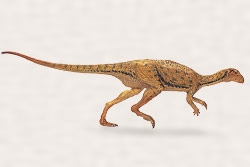 Agilisaurus-m