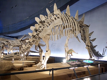 Tuojiangosaurus